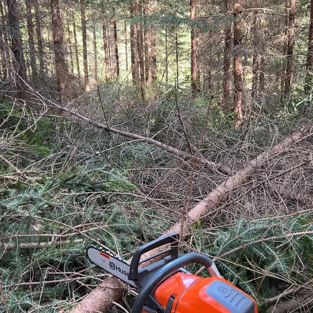 Motorsag i skog